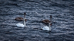 20151115-0002-2