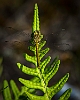 20200809-0021