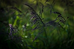 20150727-0033